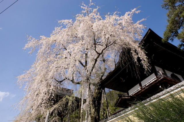 浄福寺の枝垂れ桜３