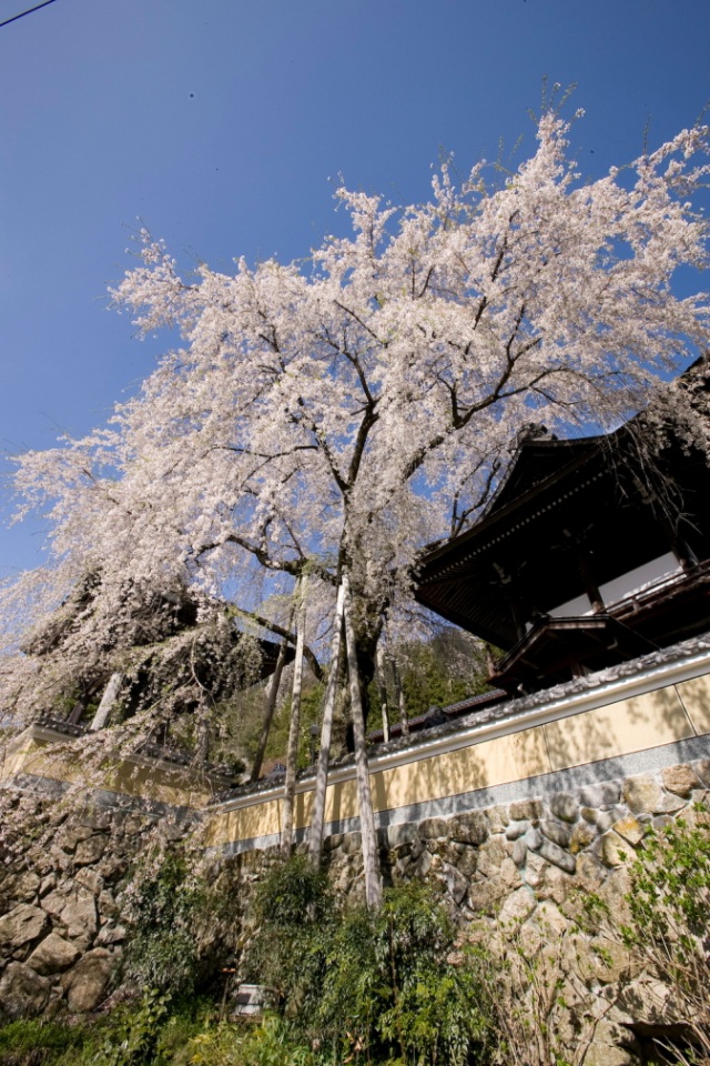 浄福寺の枝垂れ桜４