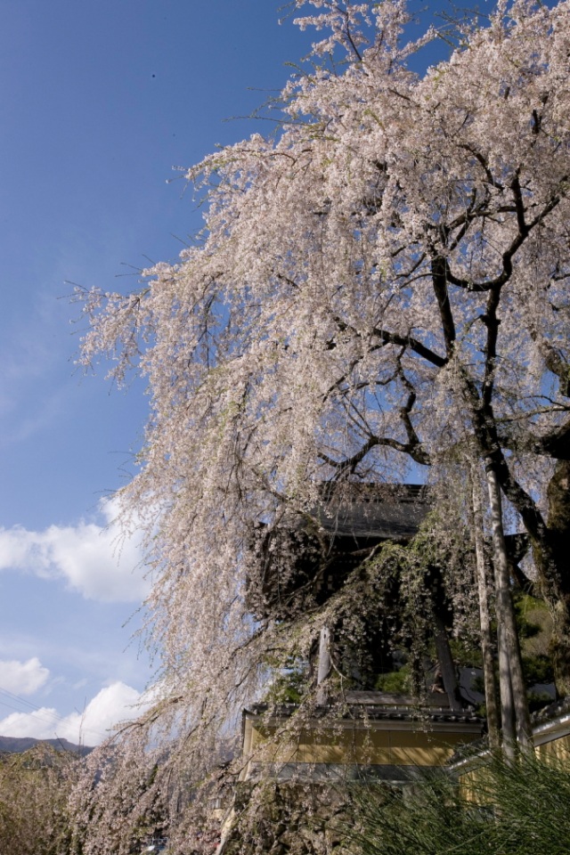 浄福寺の枝垂れ桜５