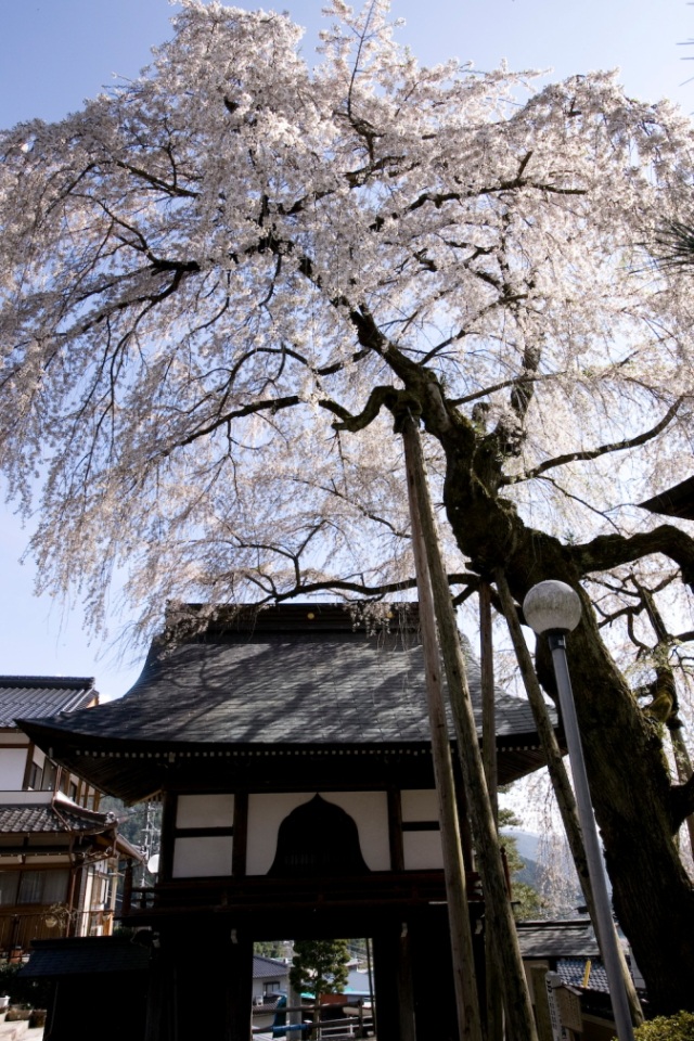 浄福寺の枝垂れ桜８