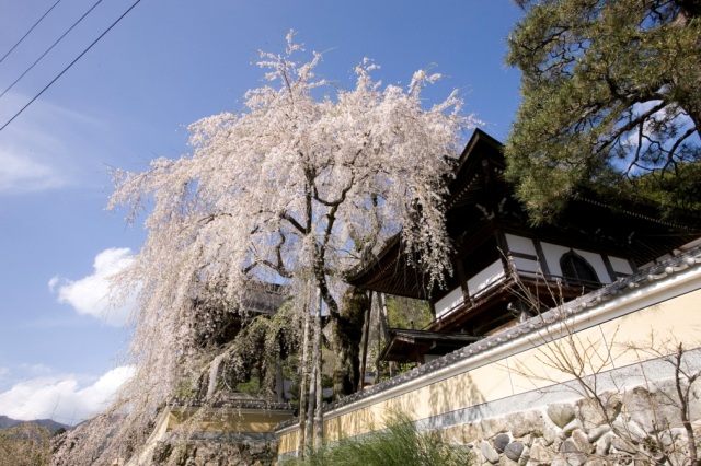 浄福寺の枝垂れ桜10