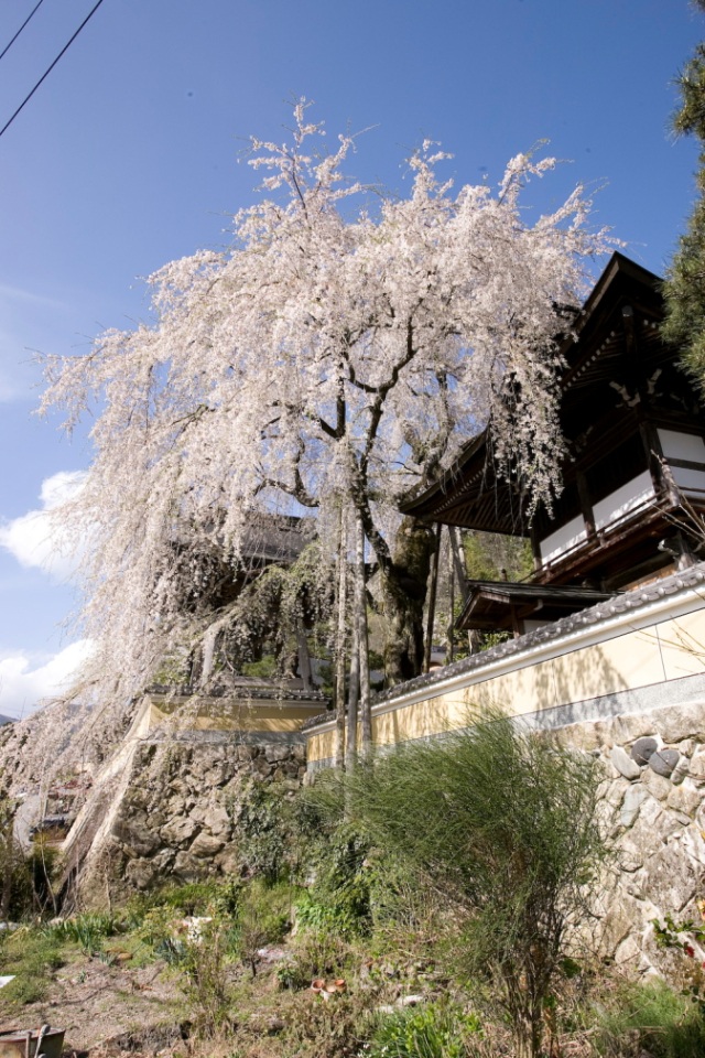 浄福寺の枝垂れ桜11