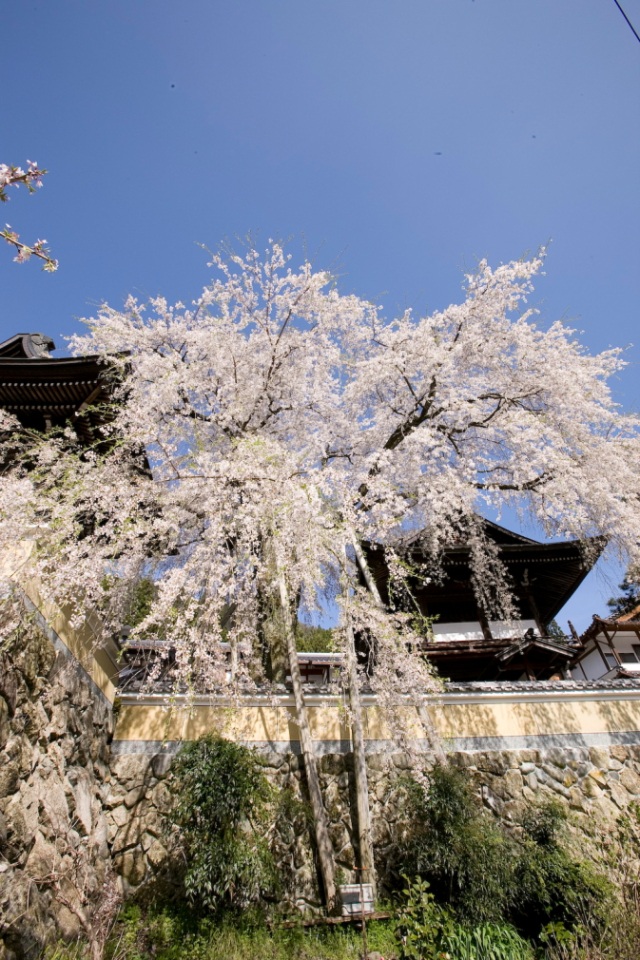浄福寺の枝垂れ桜12