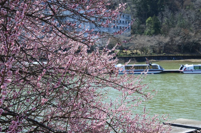 恵那峡県立自然公園（桜）