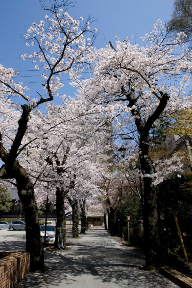 下呂駅周辺の桜１