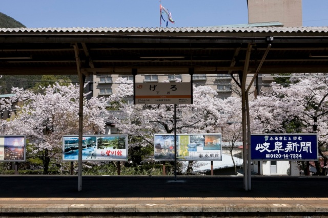 下呂駅周辺の桜６