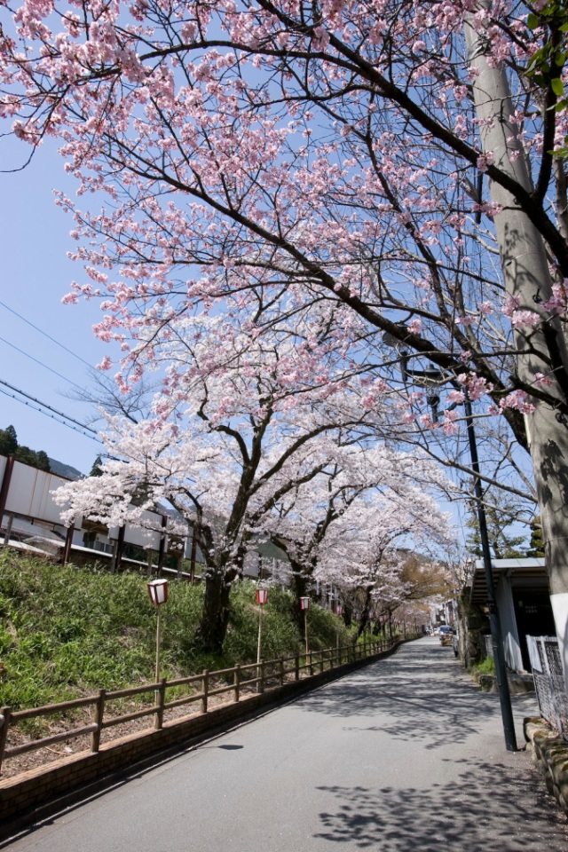 下呂駅周辺の桜９