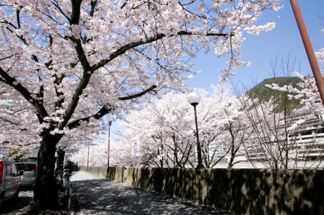 下呂駅周辺の桜10