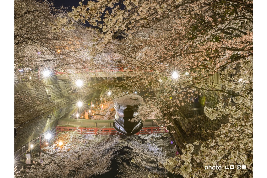 タイトル：夜桜ライトアップ