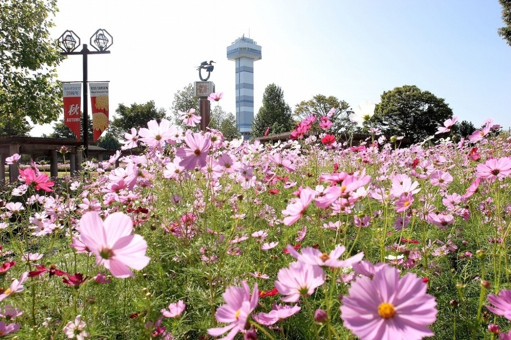 満開のコスモスが園内を彩る木曽三川公園