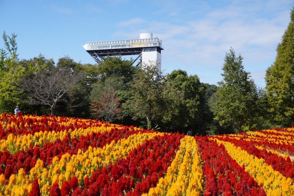 ぎふワールド・ローズガーデンは季節ごとの花を観賞できる