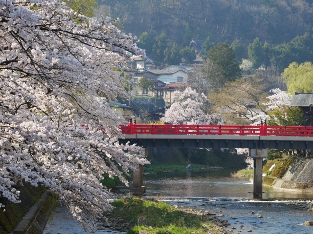 飛騨高山の赤い中橋と桜の調和が人気