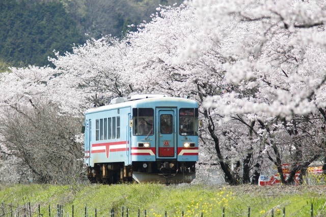 樽見鉄道沿線には桜の撮影スポットがいっぱい！