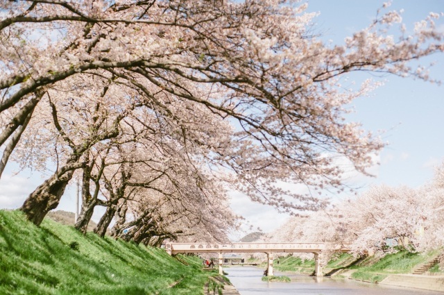 新境川の両岸約4kmに渡って咲き誇る百十郎桜