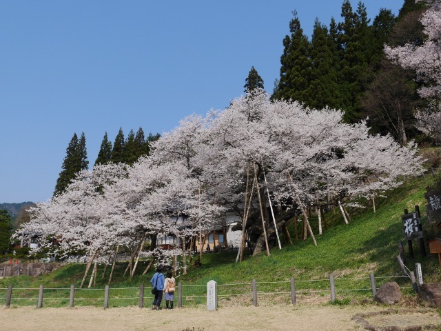 樹齢1100年余りの大樹、臥龍桜