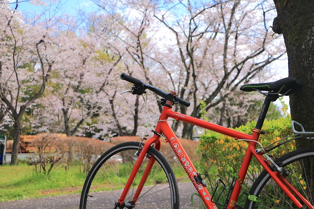 桜スポットを巡るサイクリングもおすすめ