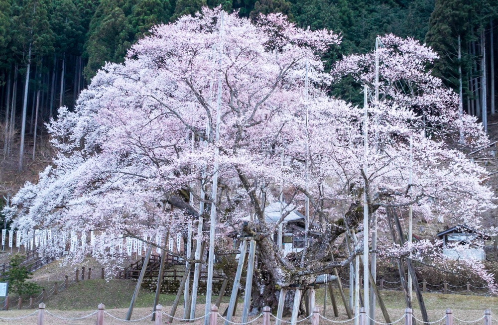 夜明けの淡墨桜。早朝は人が少ないためゆっくり花を眺めたり、撮影ができます。