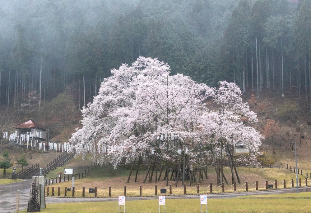 雨の日の淡墨桜も情緒がります。