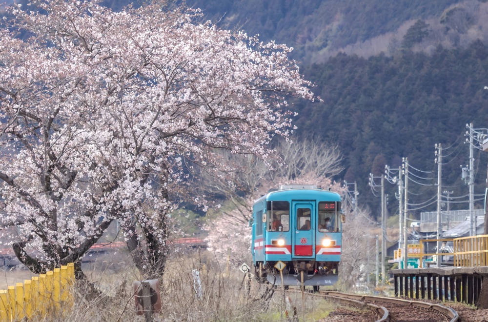 【木知原駅　こちぼらえき】列車とホームと桜並木が絵になる駅。