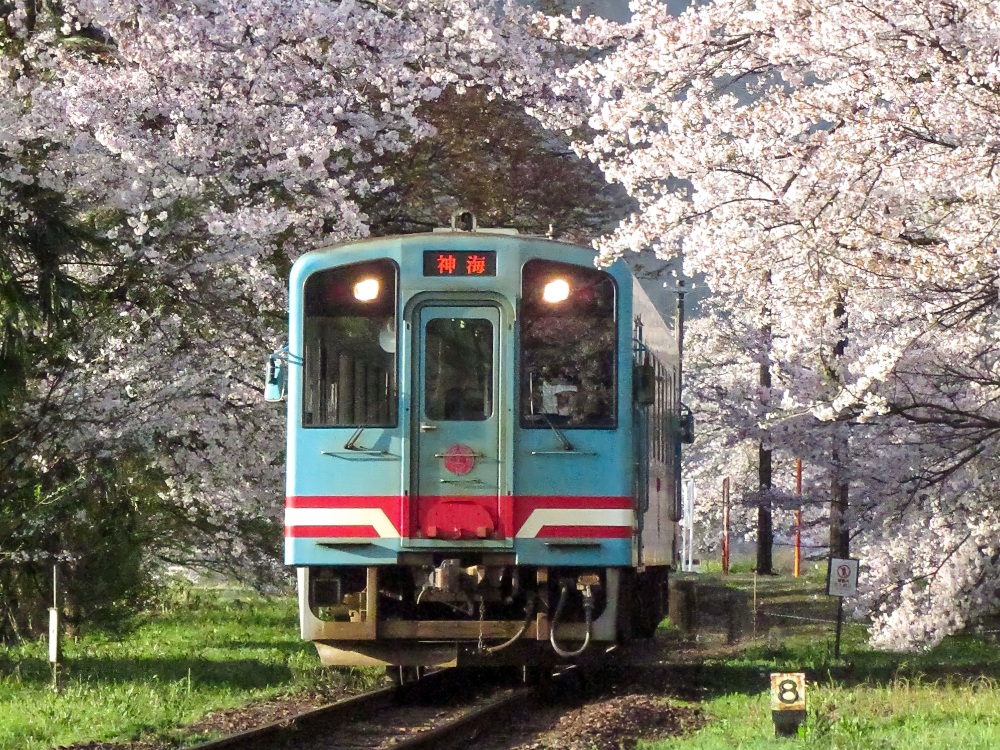【谷汲口駅　たにぐみぐちえき】桜に包まれた桜の名駅。