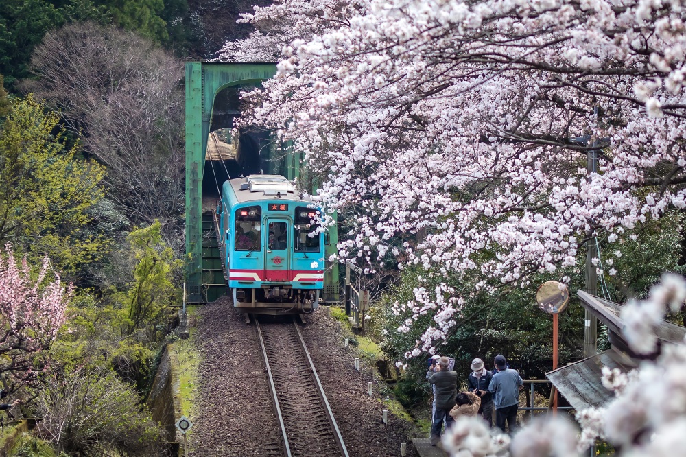 【日当駅　ひなたえき】樽見鉄道沿線で、1・2を争う桜の名所。
