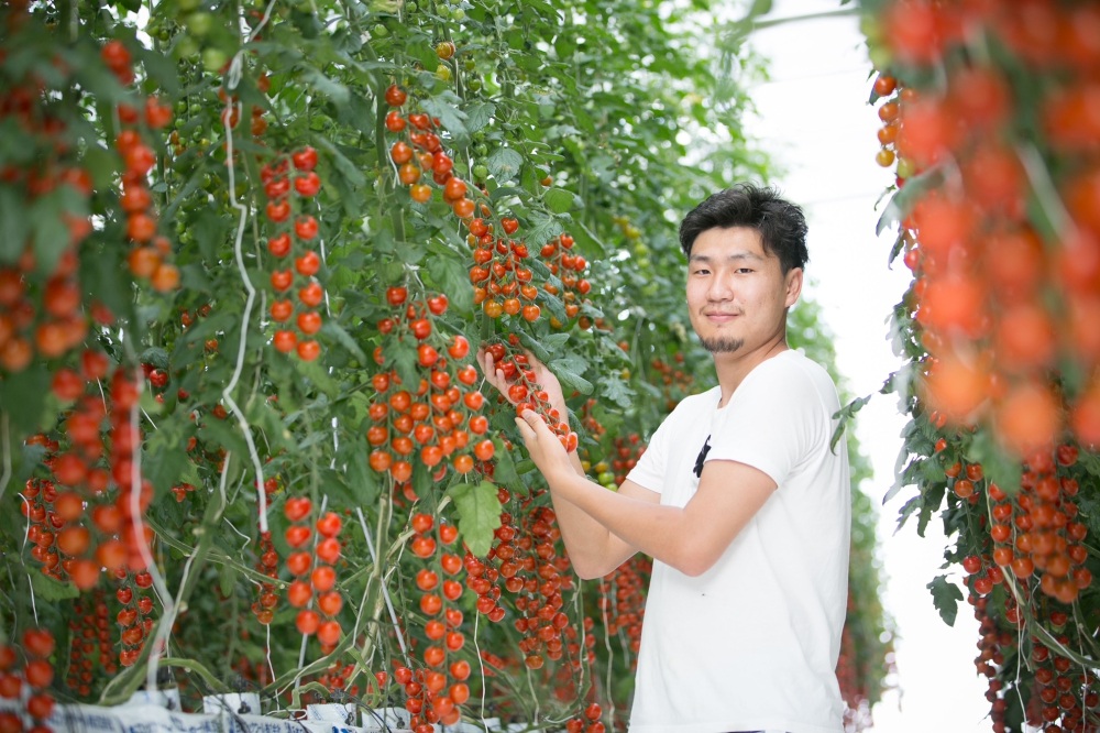 トマトがたくさん実るハウスで収穫に励む代表の細野さん