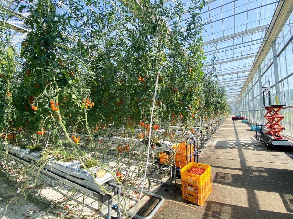 水やりや換気は自動化され、全てタブレット端末で操作できるようになっている