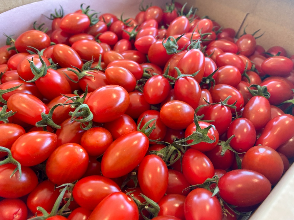 一番人気の品種ミニトマトの「スピカ」