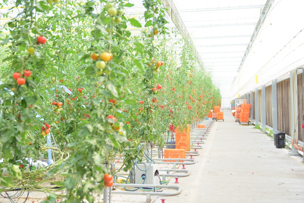 「ダッチライトハウス」と呼ばれる大きなガラスハウス。壁には水が流れ夏場の温度管理などが徹底されている