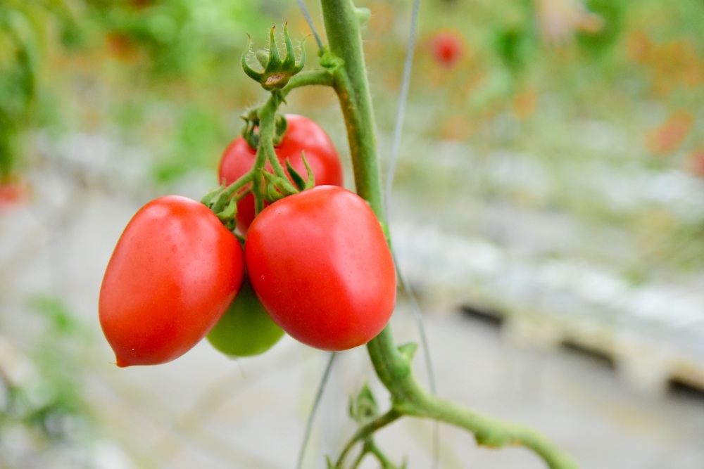 農園で実る「まずいトマト（加熱用トマト）」
