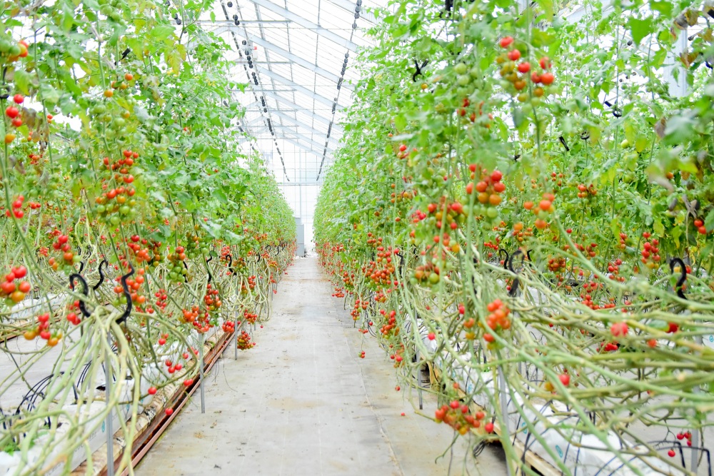 野菜を育てるのは日々の観察が大事。向き合い方一つで味が変わってくるとのこと