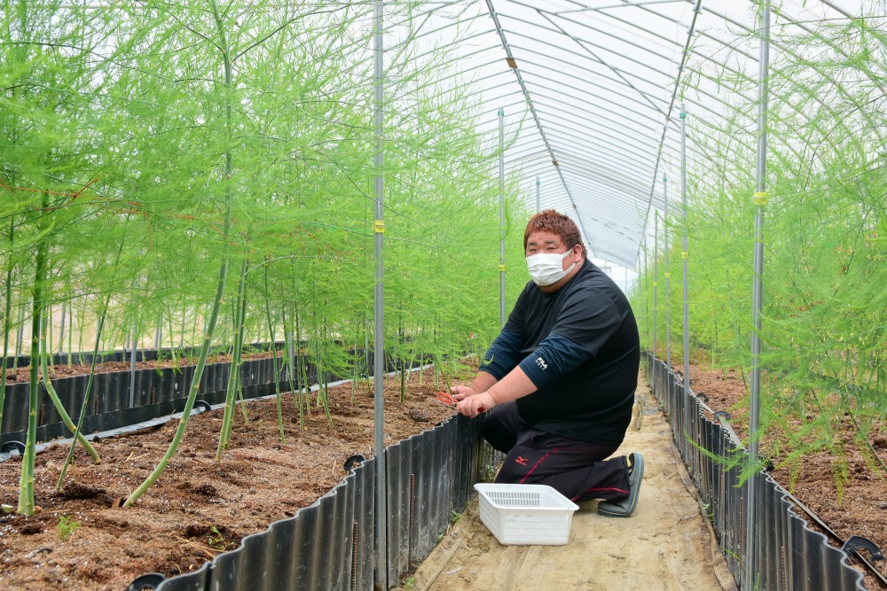 毎朝ハウスでアスパラを収穫する清水さん
