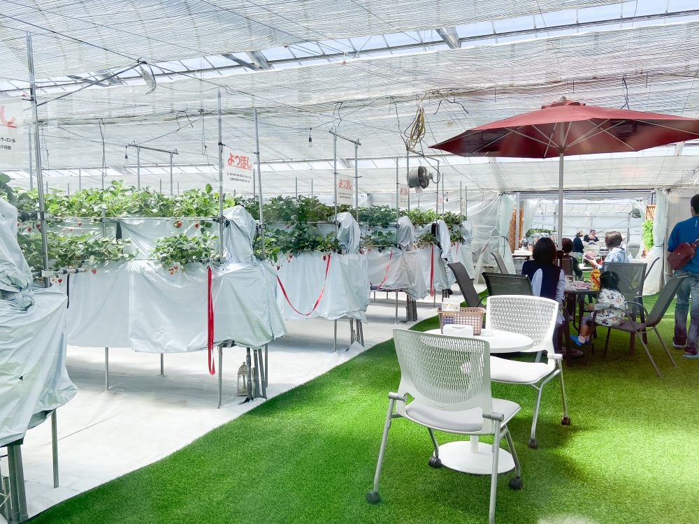 期間中の毎週土・日に行われるいちご狩り（予約制）