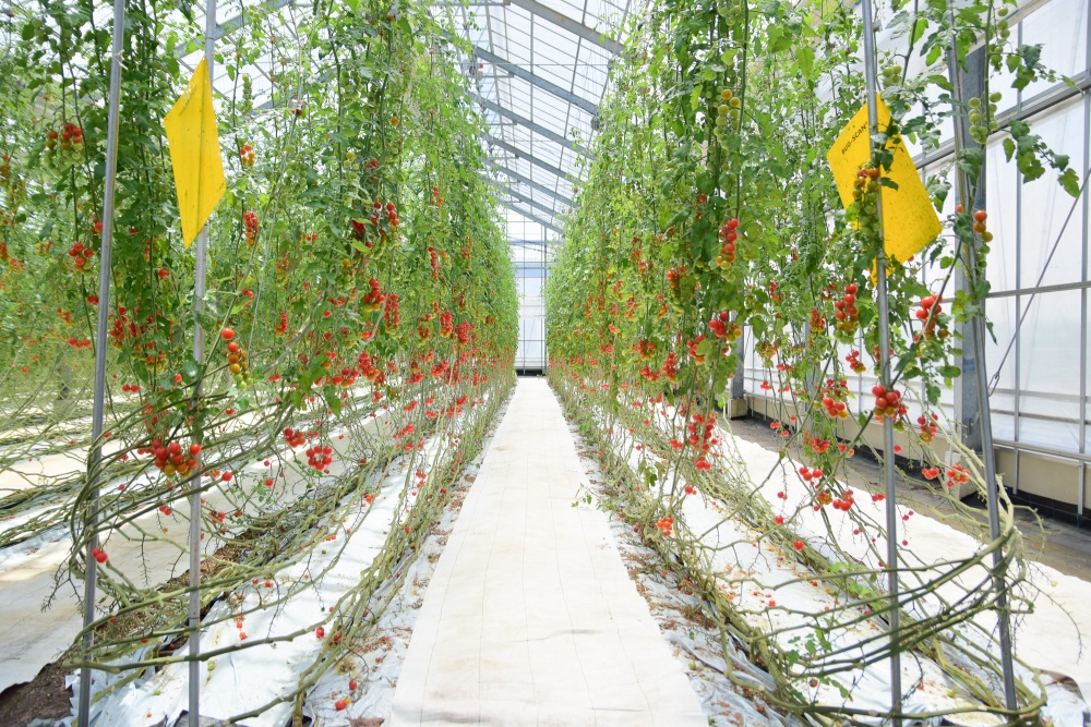 不耕起栽培で育つミニトマト。天気や気候に合わせて環境を整えている
