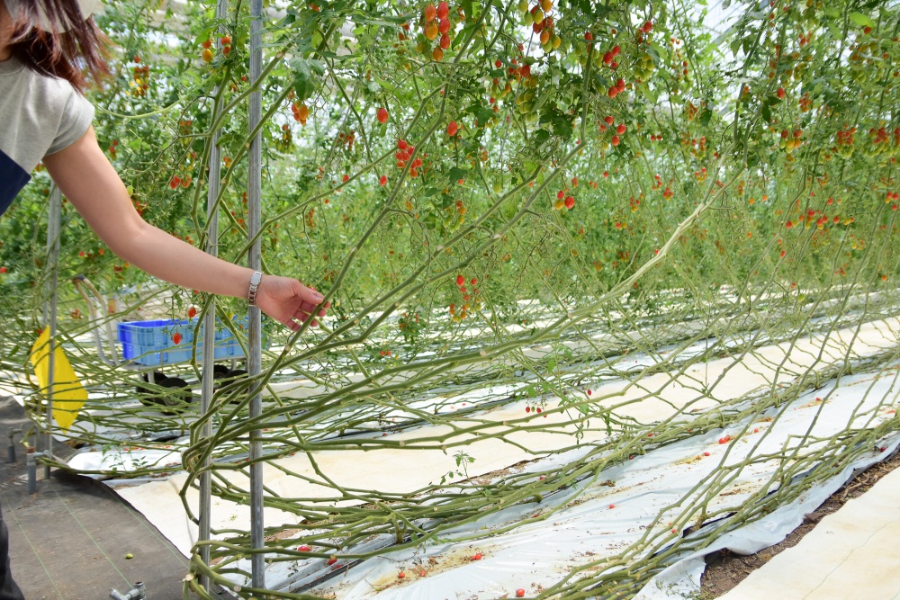 不耕起栽培では土にある養分をベースにして育つため、枝は細めでトマトの実は甘くなる