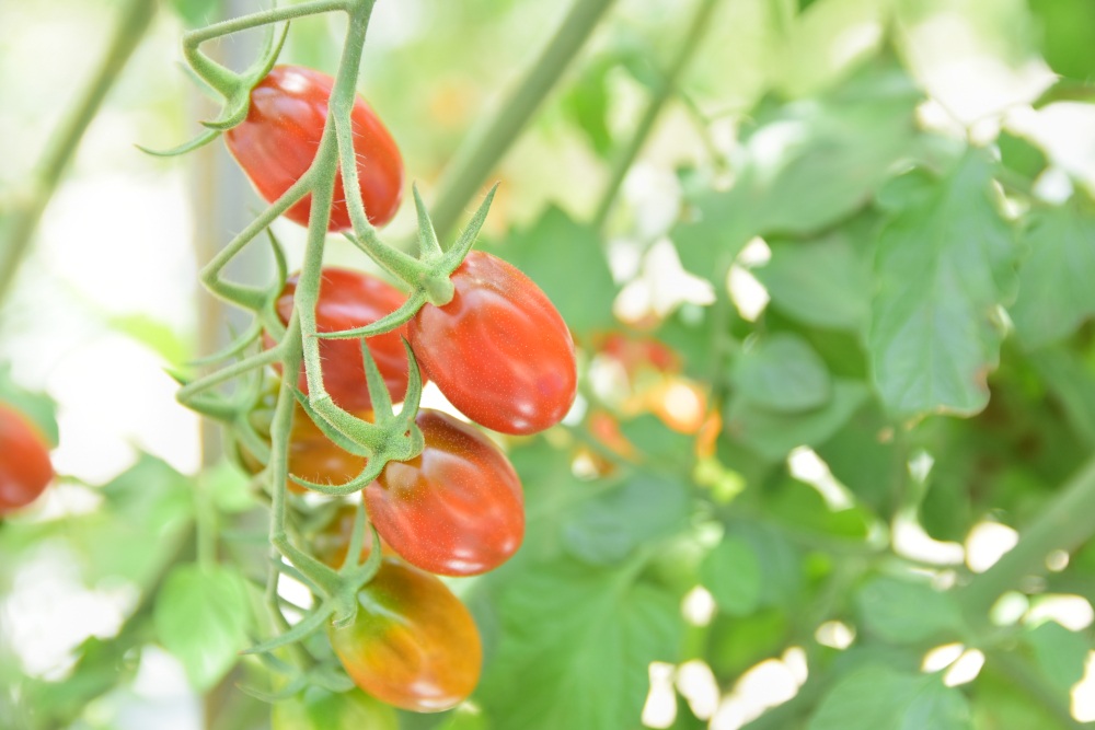 人気品種の「フロランティーノ」。すっきりした甘みが特徴