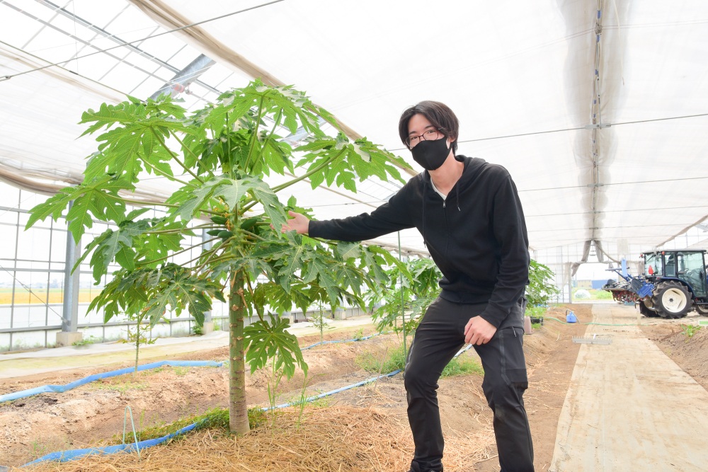 ハウスで育つグリーンパパイヤを紹介してくださった牧野さん