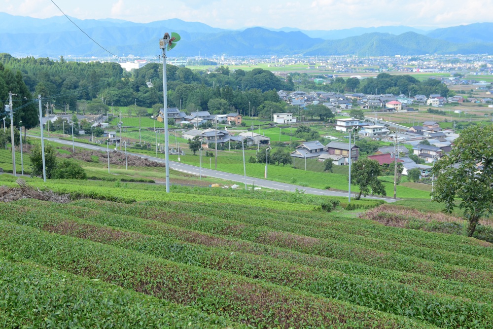 池田山山麓の茶畑。