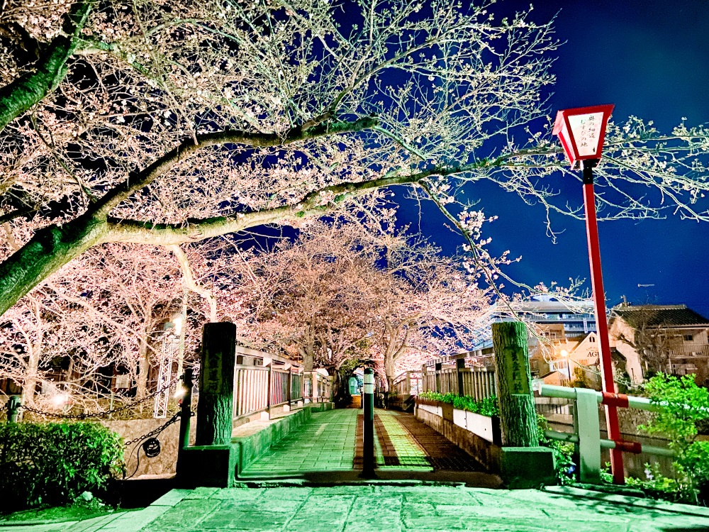 桜シーズンの「美登鯉橋」。