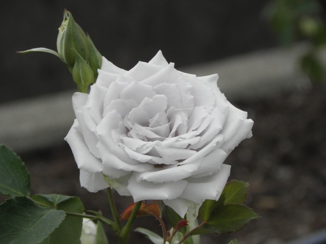 ブルーヘブンと呼ばれる青いバラ。(©写真AC)