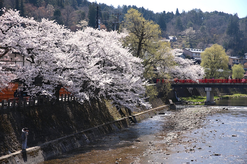 飛騨高山の春の象徴「中橋の桜」
