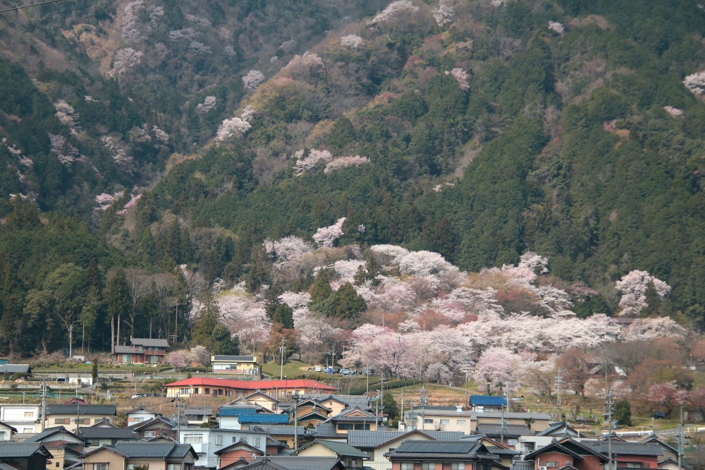渓谷一帯を彩る山桜のパッチワーク