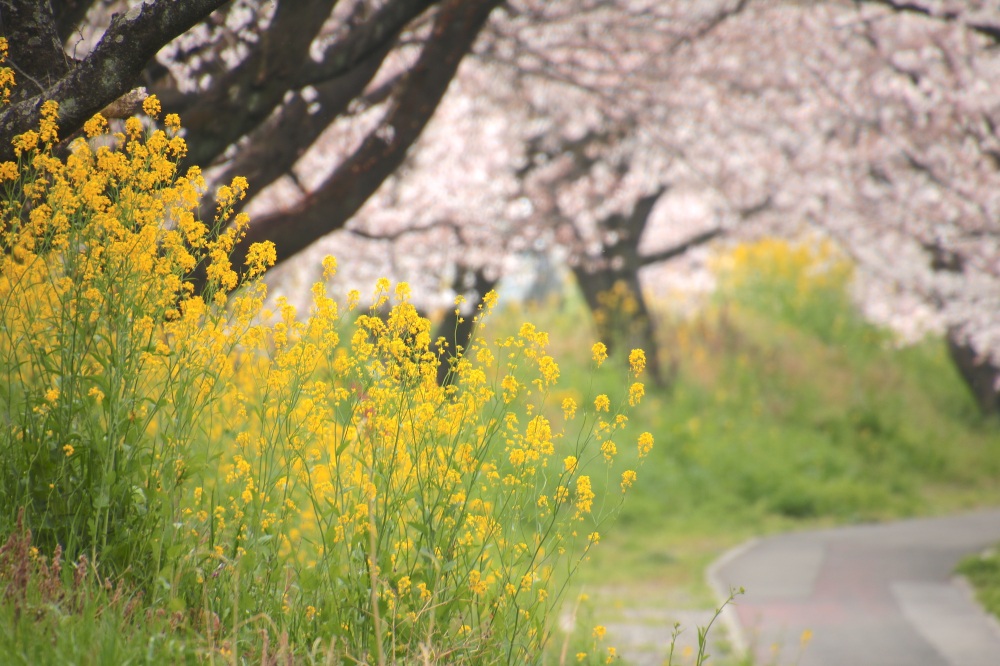 大島堤のワンシーン。桜と菜の花の共演