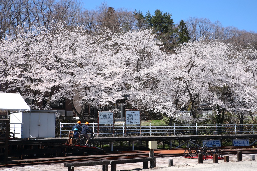 青空に映える桜並木を横目にサイクリング