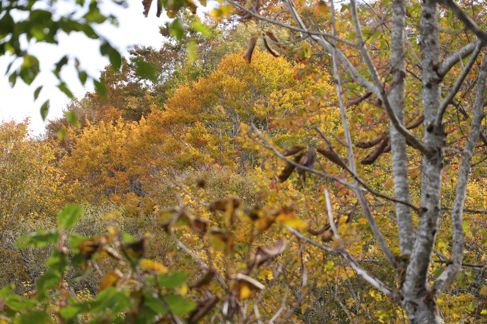 山頂直下は紅葉が最盛期（10月中旬）