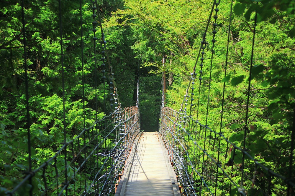 緑に覆われる橋の風景