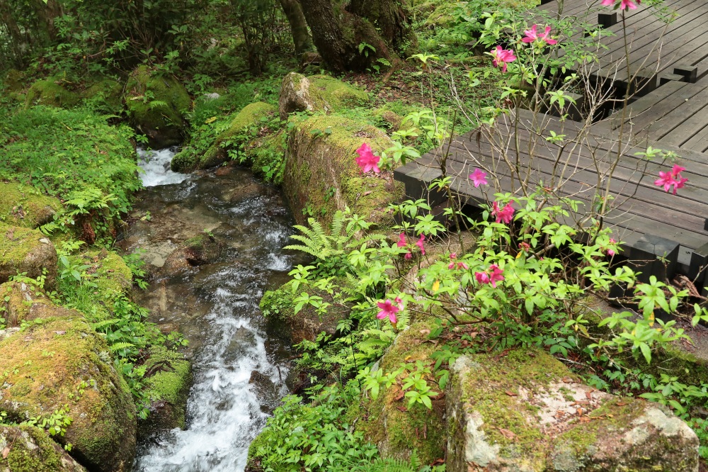 渓流に添えられるツツジの花