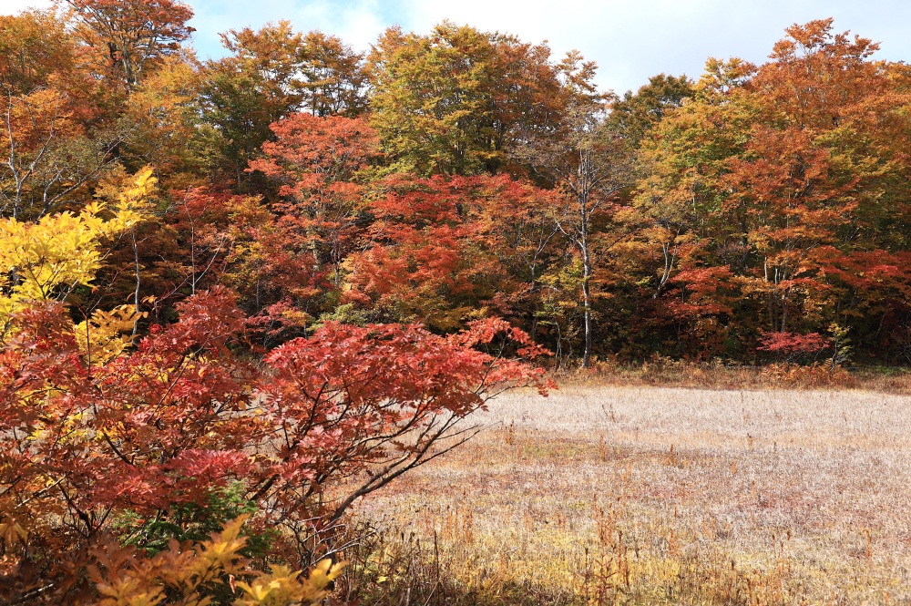 錦絵のような秋の天生湿原