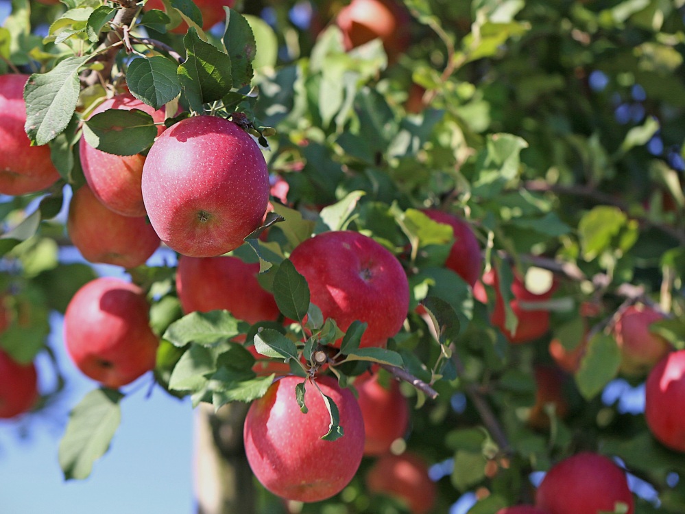 高山市久々野町は「飛騨りんご」の生産量No.1！ 9月から11月にかけて「りんご狩り」を楽しめます。