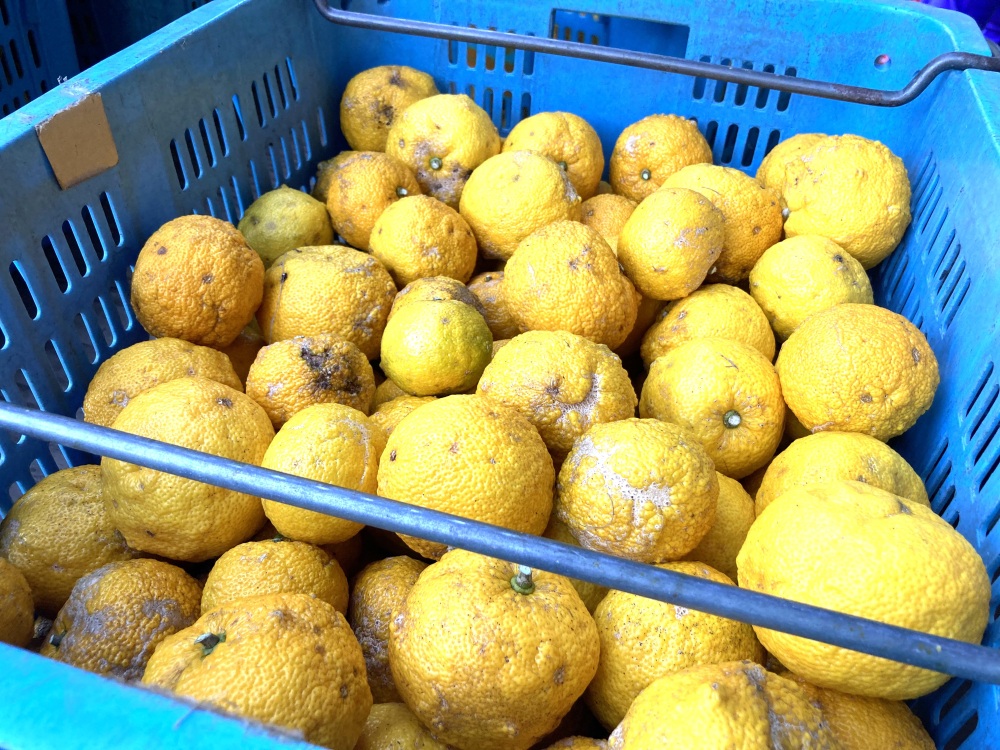 関市上之保地区は、地域を挙げてゆずの栽培に力を入れています。